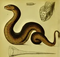 An illustration from Medical zoology and mineralogy. Or, Illustrations and descriptions of the animals and minerals employed in medicine, and of the preparations derived from them; including also an account of animal and mineral poisons, with figures coloured from nature / [John Stephenson]. (1832)