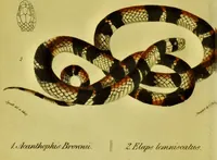 An illustration from Medical zoology and mineralogy. Or, Illustrations and descriptions of the animals and minerals employed in medicine, and of the preparations derived from them; including also an account of animal and mineral poisons, with figures coloured from nature / [John Stephenson]. (1832)