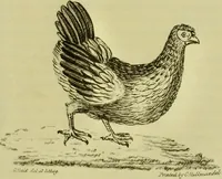 An illustration from Medical zoology and mineralogy. Or, Illustrations and descriptions of the animals and minerals employed in medicine, and of the preparations derived from them; including also an account of animal and mineral poisons, with figures coloured from nature / [John Stephenson]. (1832)