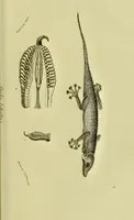 An illustration from Medical zoology and mineralogy. Or, Illustrations and descriptions of the animals and minerals employed in medicine, and of the preparations derived from them; including also an account of animal and mineral poisons, with figures coloured from nature / [John Stephenson]. (1832)