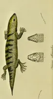 An illustration from Medical zoology and mineralogy. Or, Illustrations and descriptions of the animals and minerals employed in medicine, and of the preparations derived from them; including also an account of animal and mineral poisons, with figures coloured from nature / [John Stephenson]. (1832)