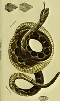 An illustration from Medical zoology and mineralogy. Or, Illustrations and descriptions of the animals and minerals employed in medicine, and of the preparations derived from them; including also an account of animal and mineral poisons, with figures coloured from nature / [John Stephenson]. (1832)