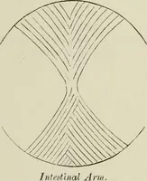 Picture 2 of 2 from The physiognomy of diseases / [George Corfe]. (1849), leaf 165