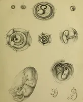 An illustration from Obstetric tables: comprising graphic illustrations, with descriptions and practical remarks; exhibiting on dissected plates many important subjects in midwifery. / By G. Spratt, surgeon-accoucheur. (1843)