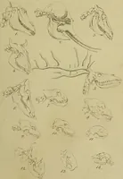 Picture 44 of 112 from La physiognomonie, ou l'art de connaître les hommes d'après les traits de leur physionomie, leurs rupports avec les divers animaux, leur penchans. ... / Lavater. (1841), leaf 399