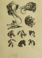 Picture 46 of 112 from La physiognomonie, ou l'art de connaître les hommes d'après les traits de leur physionomie, leurs rupports avec les divers animaux, leur penchans. ... / Lavater. (1841), leaf 403