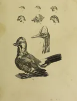 Picture 47 of 112 from La physiognomonie, ou l'art de connaître les hommes d'après les traits de leur physionomie, leurs rupports avec les divers animaux, leur penchans. ... / Lavater. (1841), leaf 405
