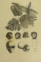 Picture 48 of 112 from La physiognomonie, ou l'art de connaître les hommes d'après les traits de leur physionomie, leurs rupports avec les divers animaux, leur penchans. ... / Lavater. (1841), leaf 409
