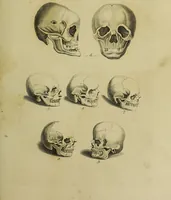 Picture 49 of 112 from La physiognomonie, ou l'art de connaître les hommes d'après les traits de leur physionomie, leurs rupports avec les divers animaux, leur penchans. ... / Lavater. (1841), leaf 413