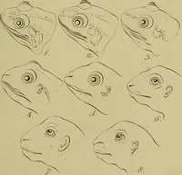 Picture 109 of 112 from La physiognomonie, ou l'art de connaître les hommes d'après les traits de leur physionomie, leurs rupports avec les divers animaux, leur penchans. ... / Lavater. (1841), leaf 551