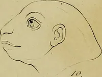 An illustration from La physiognomonie, ou l'art de connaître les hommes d'après les traits de leur physionomie, leurs rupports avec les divers animaux, leur penchans. ... / Lavater. (1841)