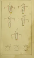 An illustration from On the structure, economy, and pathology of the human teeth, : with careful instructions for their preservation and culture, and concise descriptions of the best modes of surgical treatment, equally adapted to the uses of the medical practitioner, the student in medicine, and of the public. / By William Lintott. (1841)