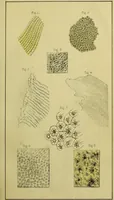 An illustration from On the structure, economy, and pathology of the human teeth, : with careful instructions for their preservation and culture, and concise descriptions of the best modes of surgical treatment, equally adapted to the uses of the medical practitioner, the student in medicine, and of the public. / By William Lintott. (1841)