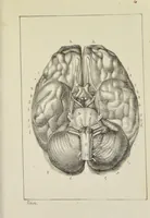 An illustration from Nuevo manual de frenolojía, escrito en inglés ... / puesto en francés con numerosas notas por el Doctor J. Fossati ... y traducido al español por Don José de Garaycoechea. (1840)