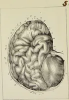 An illustration from Nuevo manual de frenolojía, escrito en inglés ... / puesto en francés con numerosas notas por el Doctor J. Fossati ... y traducido al español por Don José de Garaycoechea. (1840)
