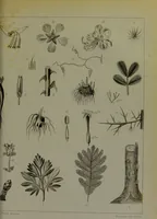 An illustration from Les fleurs animées / par J.J. Grandville ; introductions par Alph. Karr ; texte par Taxile Delord. (1847)