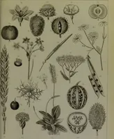An illustration from Les fleurs animées / par J.J. Grandville ; introductions par Alph. Karr ; texte par Taxile Delord. (1847)