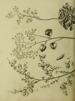An illustration from The universal herbal; or, botanical, medical, and agricultural dictionary / [Thomas Green]. (1828)