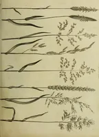 Picture 55 of 123 from The universal herbal; or, botanical, medical, and agricultural dictionary / [Thomas Green]. (1828), leaf 103