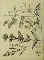 An illustration from The universal herbal; or, botanical, medical, and agricultural dictionary / [Thomas Green]. (1828)