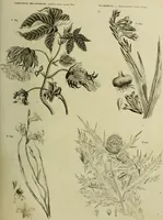 An illustration from The universal herbal; or, botanical, medical, and agricultural dictionary / [Thomas Green]. (1828)