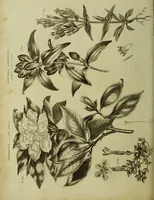 An illustration from The universal herbal; or, botanical, medical, and agricultural dictionary / [Thomas Green]. (1828)