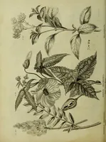 Picture 59 of 123 from The universal herbal; or, botanical, medical, and agricultural dictionary / [Thomas Green]. (1828), leaf 112