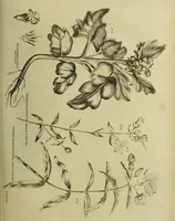 An illustration from The universal herbal; or, botanical, medical, and agricultural dictionary / [Thomas Green]. (1828)