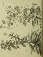 Picture 61 of 123 from The universal herbal; or, botanical, medical, and agricultural dictionary / [Thomas Green]. (1828), leaf 116