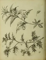 An illustration from The universal herbal; or, botanical, medical, and agricultural dictionary / [Thomas Green]. (1828)