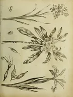 Picture 64 of 123 from The universal herbal; or, botanical, medical, and agricultural dictionary / [Thomas Green]. (1828), leaf 121