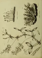 Picture 76 of 123 from The universal herbal; or, botanical, medical, and agricultural dictionary / [Thomas Green]. (1828), leaf 140