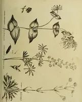 Picture 77 of 123 from The universal herbal; or, botanical, medical, and agricultural dictionary / [Thomas Green]. (1828), leaf 141