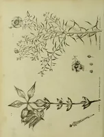 An illustration from The universal herbal; or, botanical, medical, and agricultural dictionary / [Thomas Green]. (1828)