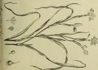 An illustration from The universal herbal; or, botanical, medical, and agricultural dictionary / [Thomas Green]. (1828)