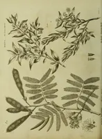 An illustration from The universal herbal; or, botanical, medical, and agricultural dictionary / [Thomas Green]. (1828)