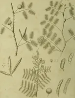 An illustration from The universal herbal; or, botanical, medical, and agricultural dictionary / [Thomas Green]. (1828)