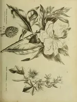 An illustration from The universal herbal; or, botanical, medical, and agricultural dictionary / [Thomas Green]. (1828)