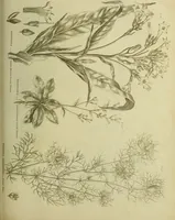 An illustration from The universal herbal; or, botanical, medical, and agricultural dictionary / [Thomas Green]. (1828)