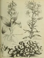 Picture 86 of 123 from The universal herbal; or, botanical, medical, and agricultural dictionary / [Thomas Green]. (1828), leaf 157