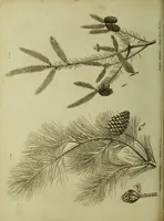Picture 87 of 123 from The universal herbal; or, botanical, medical, and agricultural dictionary / [Thomas Green]. (1828), leaf 160