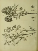 Picture 88 of 123 from The universal herbal; or, botanical, medical, and agricultural dictionary / [Thomas Green]. (1828), leaf 164