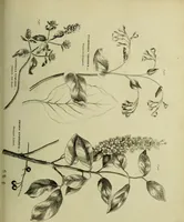 An illustration from The universal herbal; or, botanical, medical, and agricultural dictionary / [Thomas Green]. (1828)