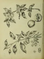 An illustration from The universal herbal; or, botanical, medical, and agricultural dictionary / [Thomas Green]. (1828)