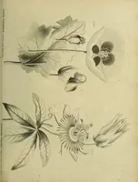 An illustration from The universal herbal; or, botanical, medical, and agricultural dictionary / [Thomas Green]. (1828)