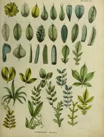 An illustration from The universal herbal; or, botanical, medical, and agricultural dictionary / [Thomas Green]. (1828)