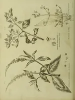 An illustration from The universal herbal; or, botanical, medical, and agricultural dictionary / [Thomas Green]. (1828)