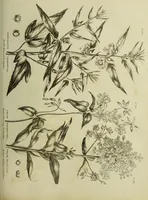 An illustration from The universal herbal; or, botanical, medical, and agricultural dictionary / [Thomas Green]. (1828)