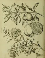 An illustration from The universal herbal; or, botanical, medical, and agricultural dictionary / [Thomas Green]. (1828)