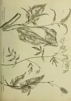 Picture 95 of 123 from The universal herbal; or, botanical, medical, and agricultural dictionary / [Thomas Green]. (1828), leaf 177